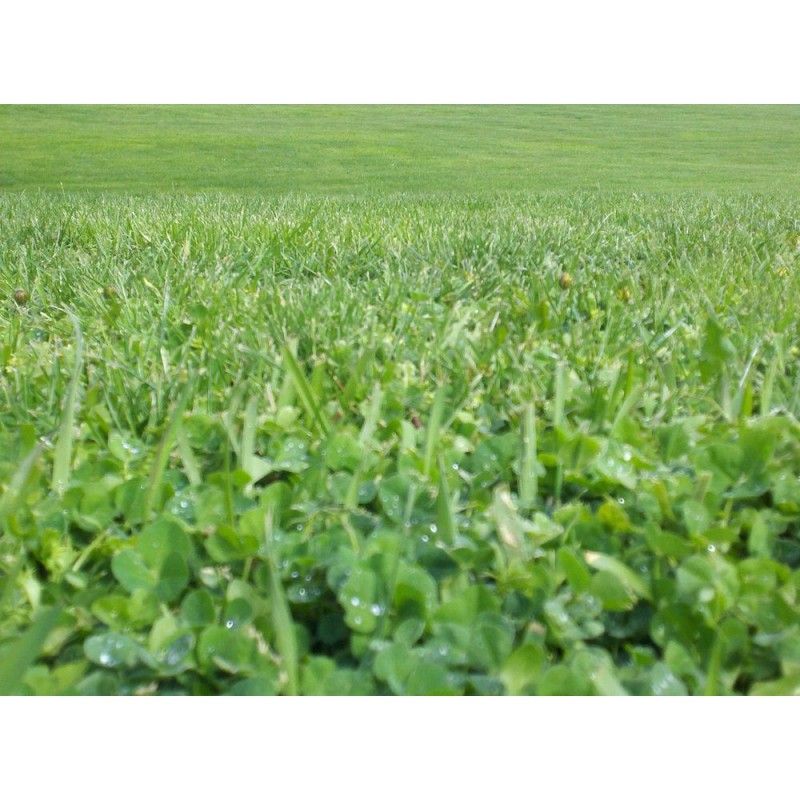 Travní směs DLF Turfline EasyGreen / EcoLawn | 40m2 | 1kg