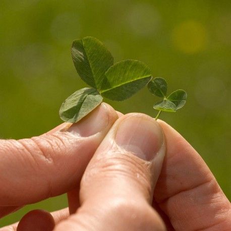 Travní směs DLF Turfline EasyGreen / EcoLawn | 40m2 | 1kg