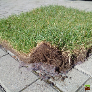 Trávníkový koberec Grasstex 2,1x25m + síťka proti krtům 2x25m + skoba U 100ks