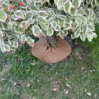 Kokosový kruh Ø37cm ochrana pro strom 800g/m2