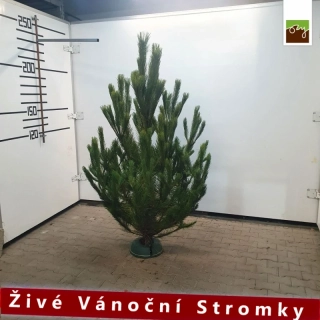 Živý vánoční stromek - Borovice černá 210-250cm