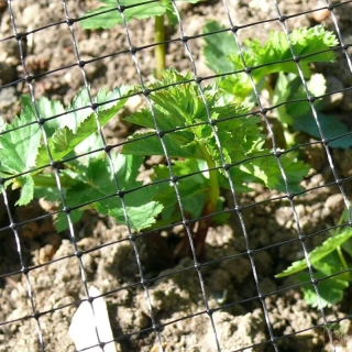 Síťka proti ptákům černá 30g/m2 | 2x10m