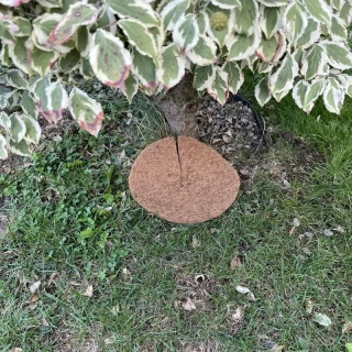 Kokosový kruh Ø25cm ochrana pro strom 800g/m2