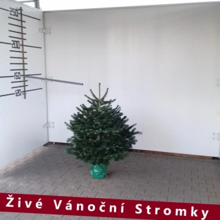 Živá vánoční jedle pěstovaná v květináči 125-150cm