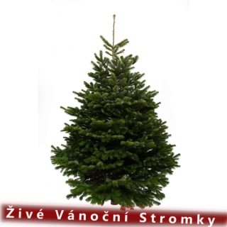 Živý vánoční stromek - Normandská Jedle EXCLUSIVE výška 300 - 400cm