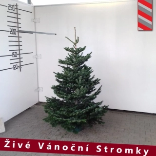 Živý vánoční stromek - Normandská Jedle B-Kategorie výška 175 - 200cm