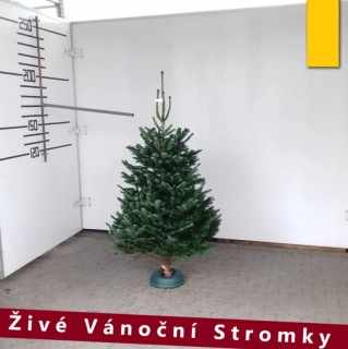 Živý vánoční stromek - Normandská Jedle A-Kategorie výška 150 - 175cm