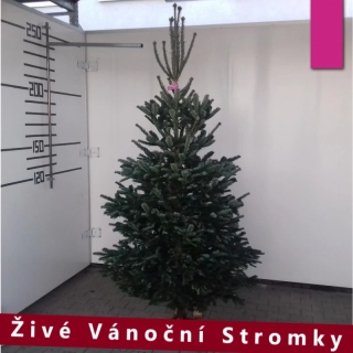 Živý vánoční stromek - Normandská Jedle A-Kategorie výška 200 - 225cm