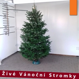 Živý vánoční stromek - Normandská Jedle A-Kategorie výška 225 - 250cm