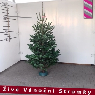 Živý vánoční stromek - Normandská Jedle B-Kategorie výška 200 - 225cm