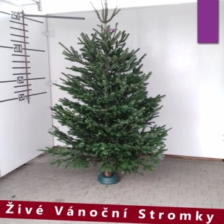 Živý vánoční stromek - Normandská Jedle A-Kategorie výška 250 - 275cm