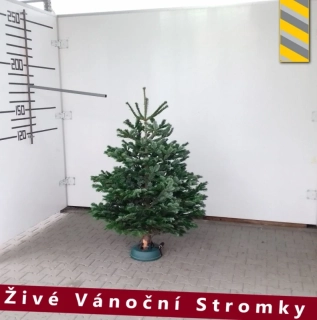 Živý vánoční stromek - Normandská Jedle B-Kategorie výška 150 - 175cm