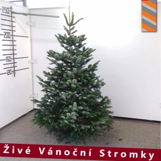 Živý vánoční stromek - Normandská Jedle B-Kategorie výška 225 - 250cm
