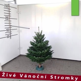 Živý vánoční stromek - Normandská Jedle A-Kategorie výška 125 - 150cm