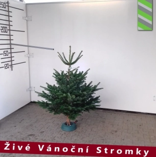 Živý vánoční stromek - Normandská Jedle B-Kategorie výška 125 - 150cm