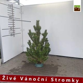 Živý vánoční stromek - Borovice černá 150-180cm