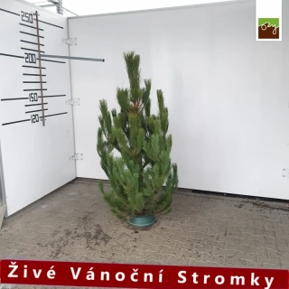 Živý vánoční stromek - Borovice černá 180-210cm