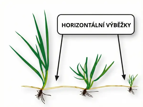 Technologie stolonů vytvářející odolný trávník Barenbrug RPR Lawn