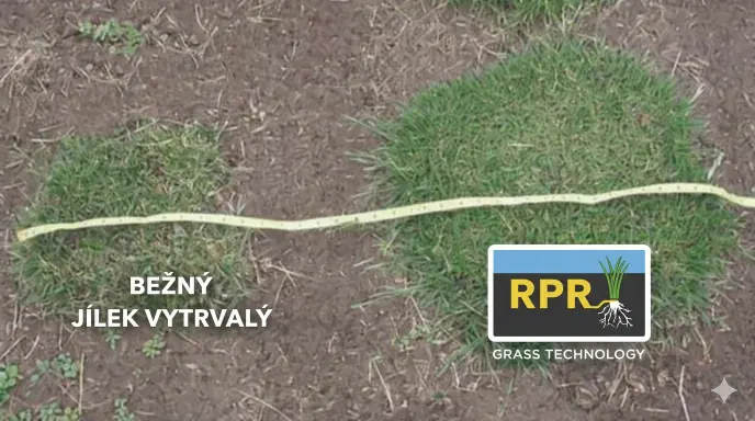Porovnání Barenbrug RPR Lawn trávníku s běžným jílkem