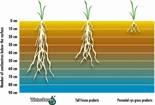 Porovnání hloubky kořenů Water Saver vs běžná tráva