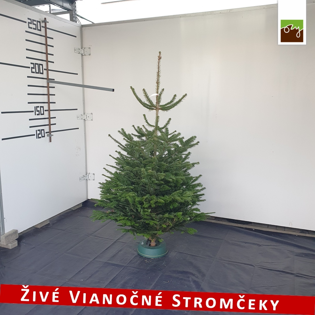 živý vianočný stromček B-kategórie pani Beáty