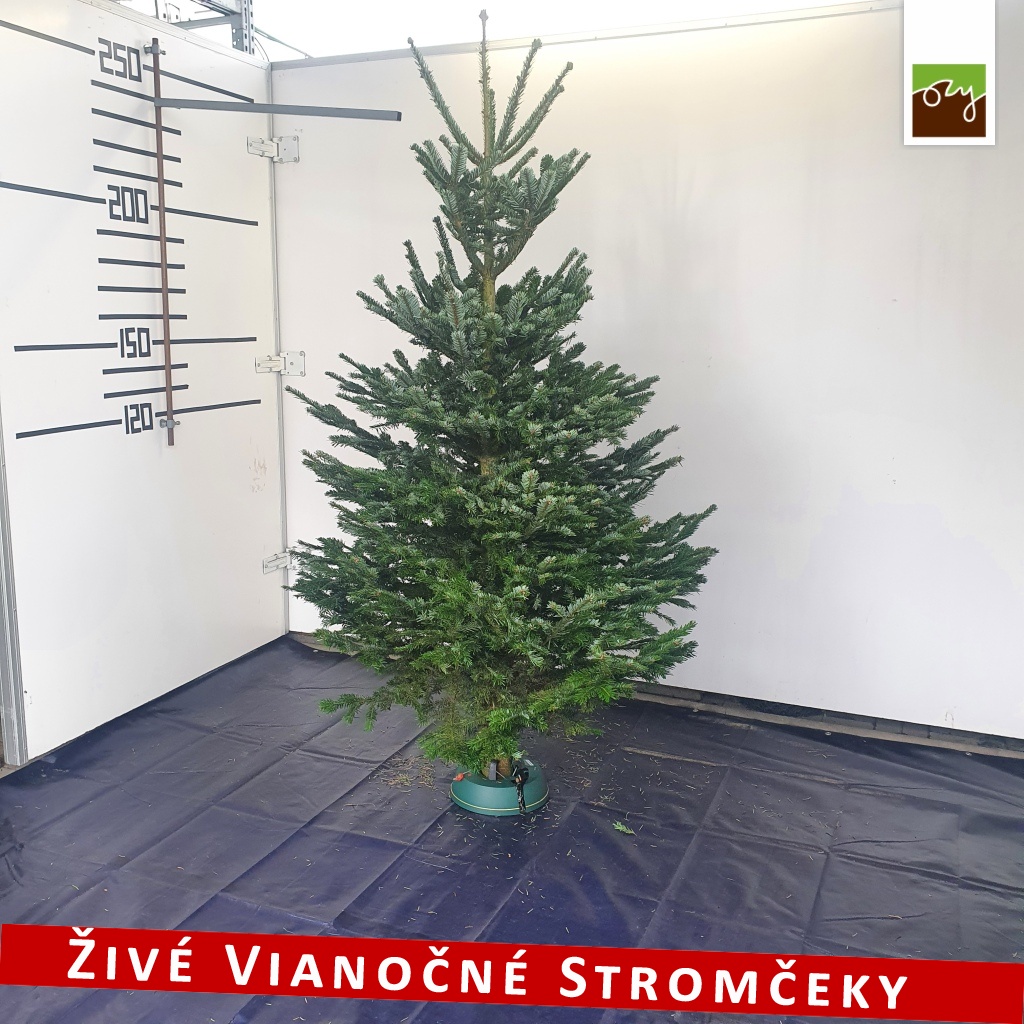 živý vianočný stromček A-kategórie pani Daniely