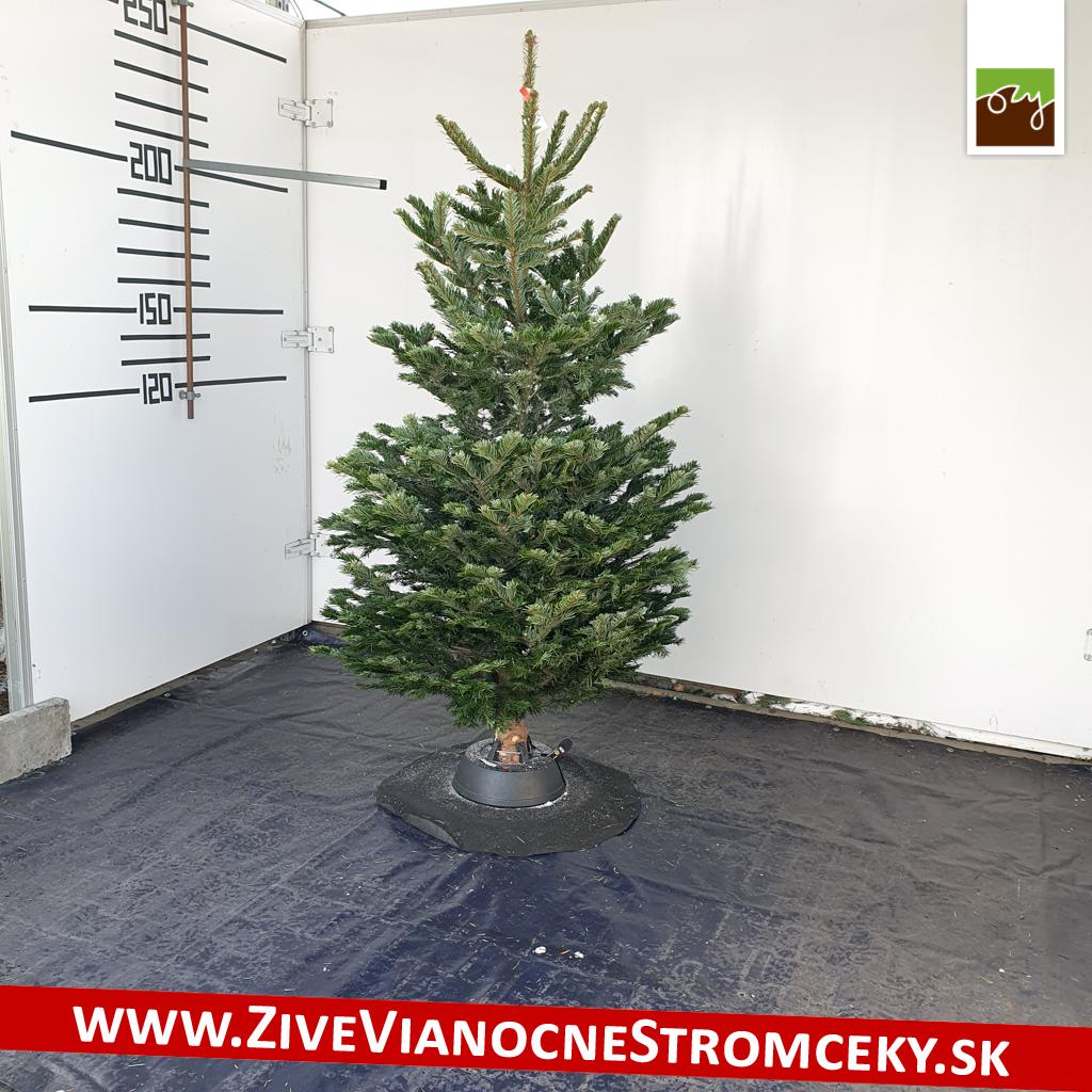 živý vianočný stromček pani Eleny