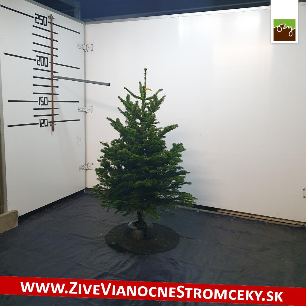 živý vianočný stromček pani Marcely