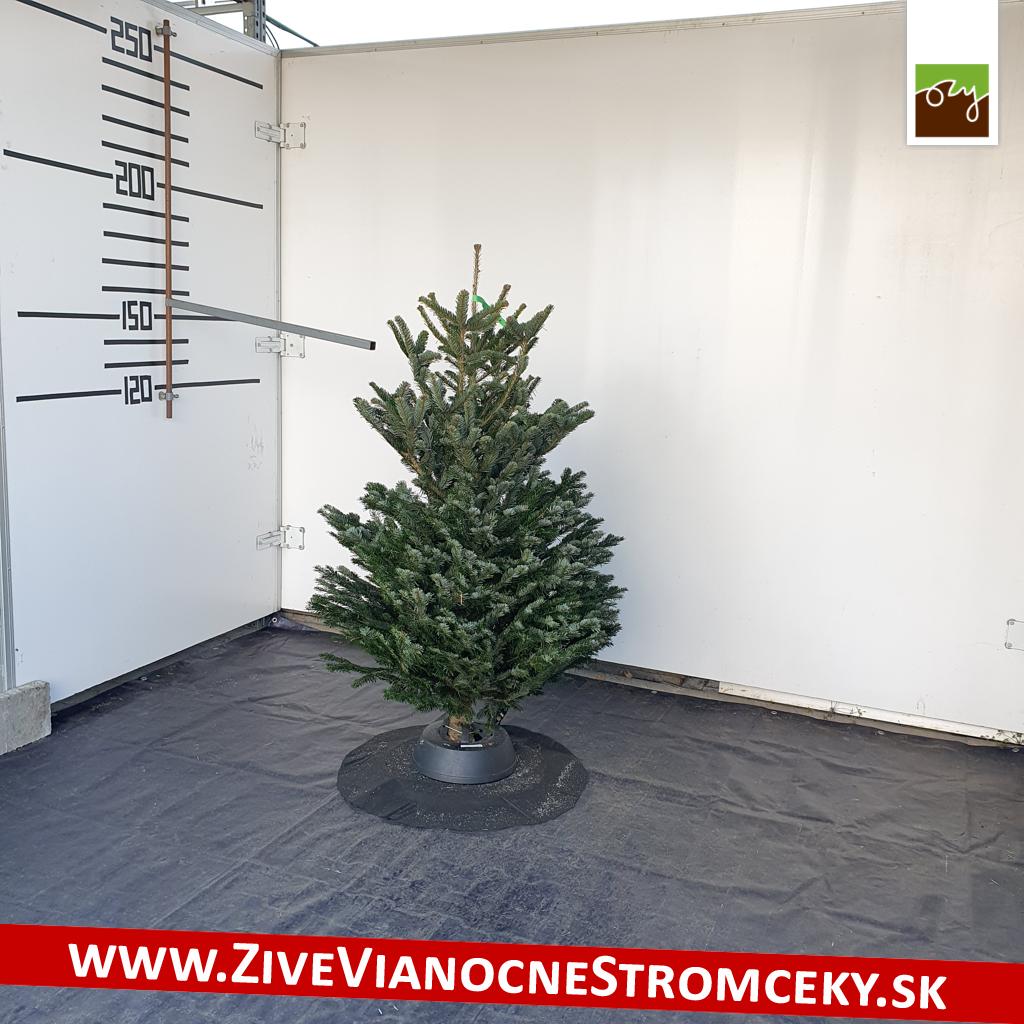 živý vianočný stromček pána Józsefa