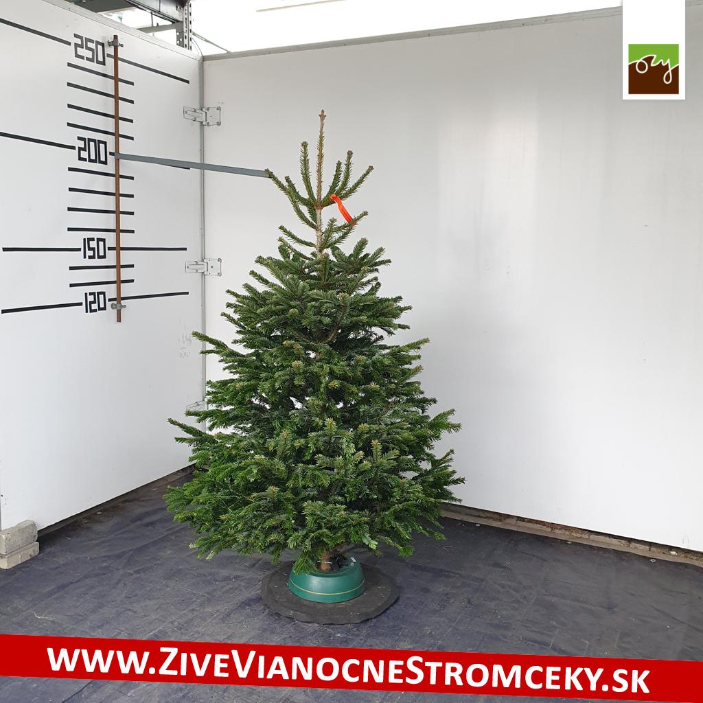 živý vianočný stromček pani Margaréty