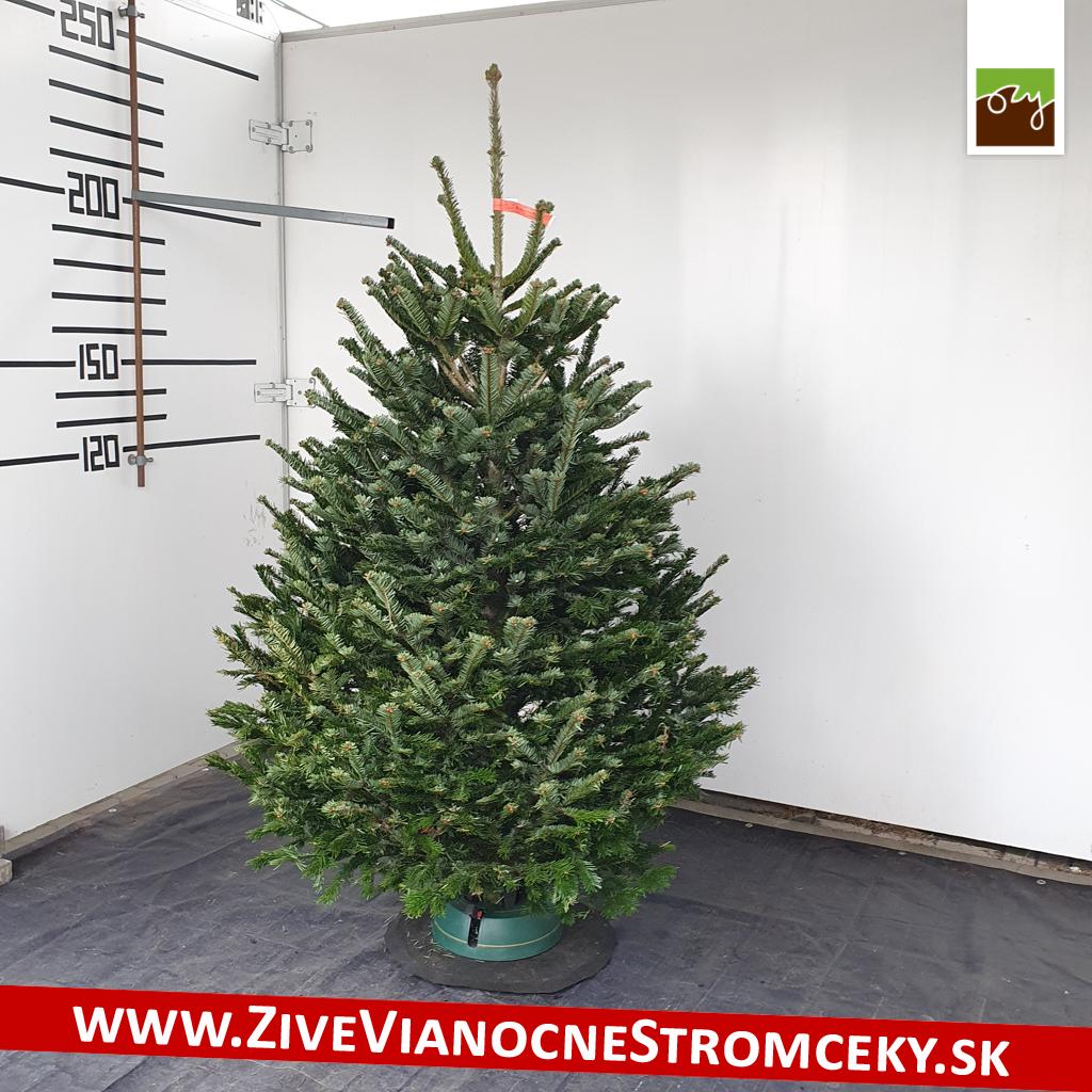 živý vianočný stromček pána Karola