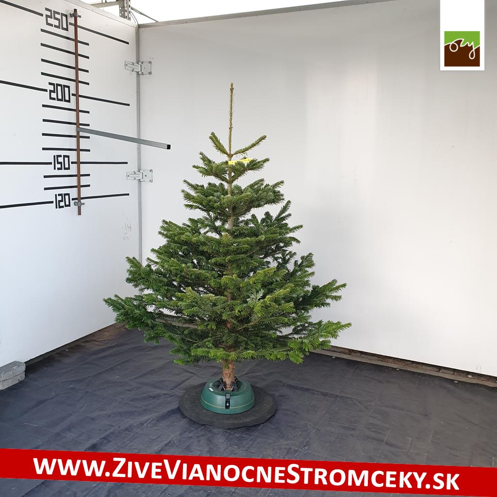 živý vianočný stromček pani Jany