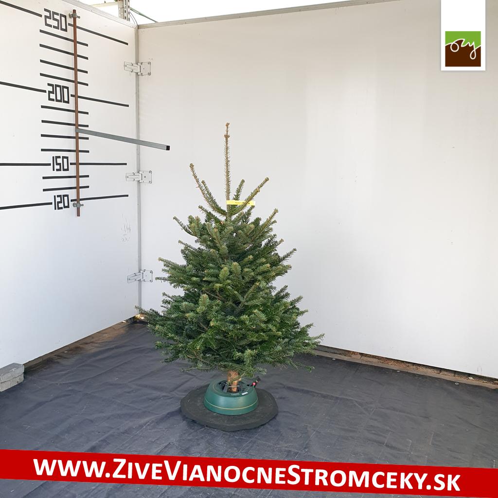 živý vianočný stromček pani Júlie