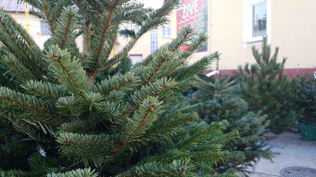 Výběr stromečku po výběru stojanu