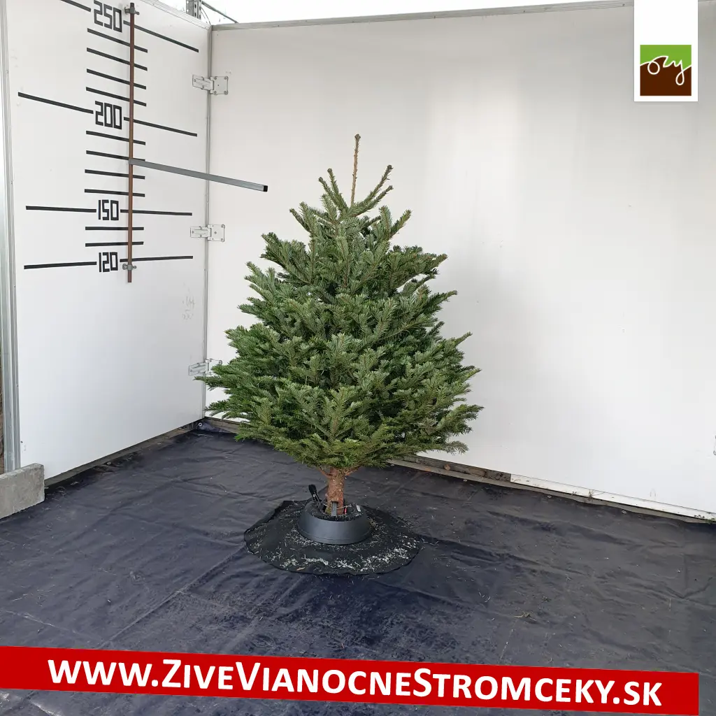 Klasický živý vánoční stromek