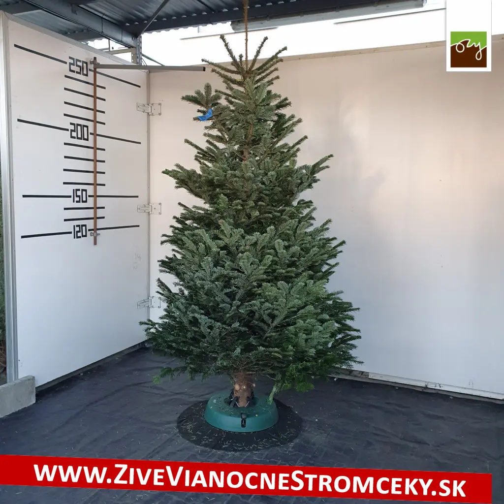 Velký vánoční stromek