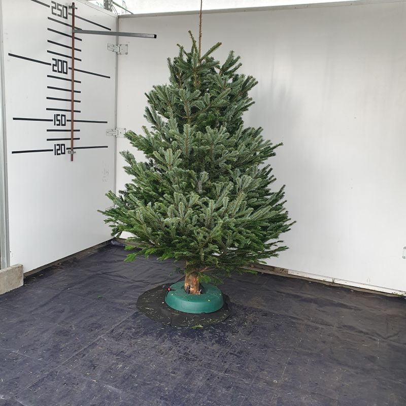 Normandská jedle – ilustrační fotografie