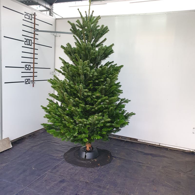 Normandská jedle – ilustrační fotografie