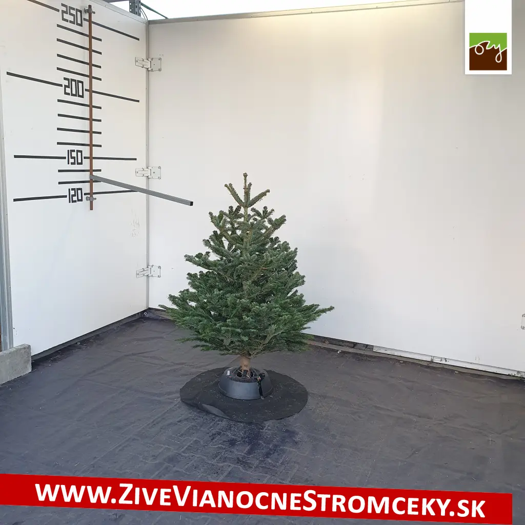 Malý živý vánoční stromek do bytu
