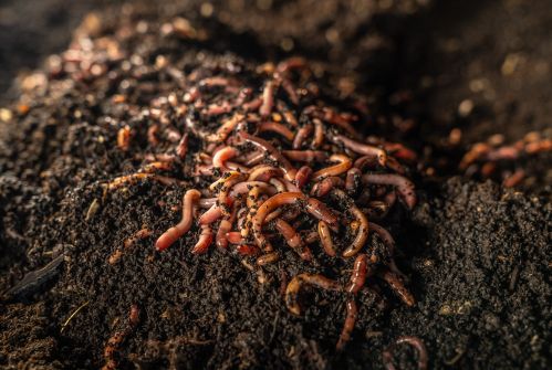 Wormcompost z žížal