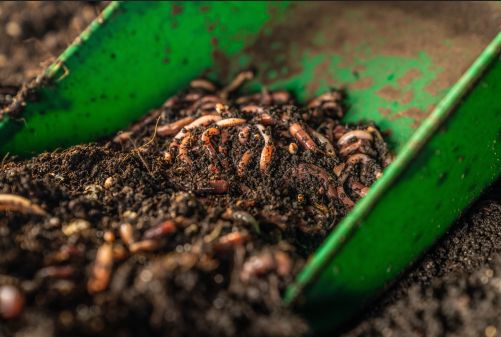 Vermikompost vyrobený žížalami